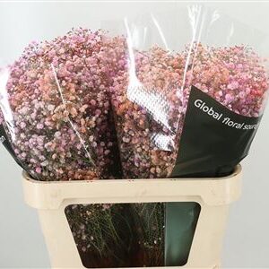 357401053_431438995_H_1-9 Gypsophila Pa Xlence 60 cm