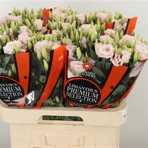 357626967_431742168_H_1-8 Eustoma Lisanne Soft Pink rezaný kvet