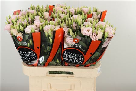 Eustoma Lisanne Soft Pink rezaný kvet