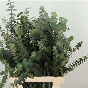 Eukalyptus Baby Blue s modrozelenými listami