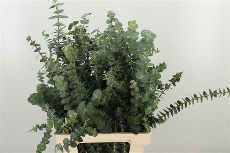 Eukalyptus Baby Blue s modrozelenými listami
