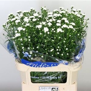 358048860_432285558_H_1-44 Biela aster Cassy White