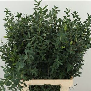 358052659_432293032_H_1-58 Dec Parvifolia