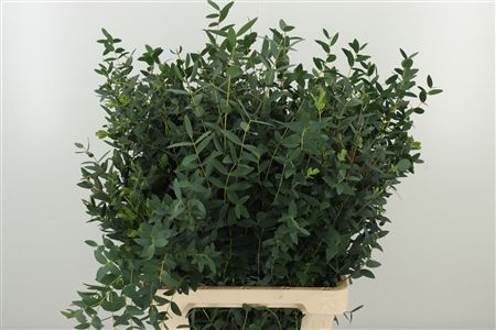 358052659_432293032_H_1-58 Eukalyptus Parvifolia 70 cm