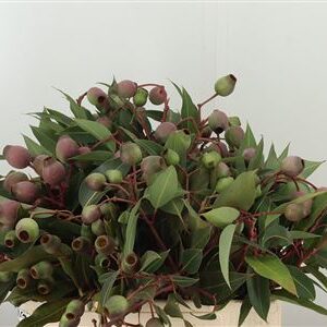 358156652_433554650_H_1-8 Dec Euca Bell Gum