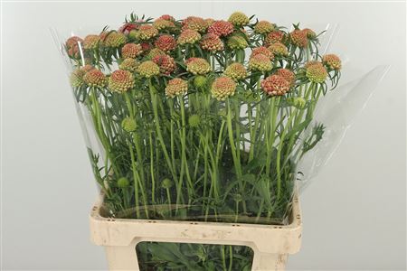 Scabiosa Cotten Candy Scoop