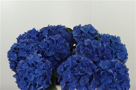 Hortenzia M Royal King