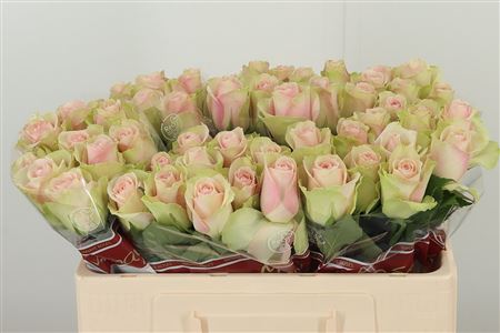 Ruža Grand Prix Belle Rose sýtoružovej farby, 60 cm