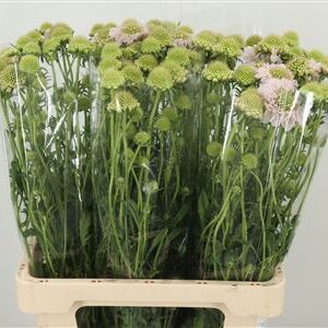 358228517_432509704_H_1-1 Scabiosa White Scoop rezaný kvet