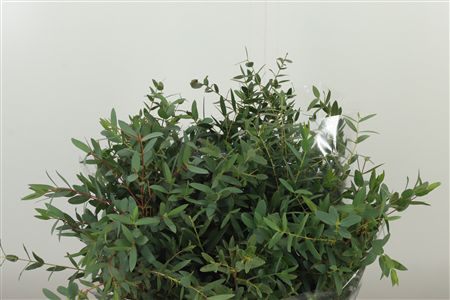 358415416_432744831_H_1-10 Eukalyptus Parvifolia 70 cm