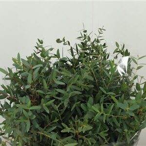 358415416_432744831_H_1-13 Eukalyptus Parvifolia 50 cm