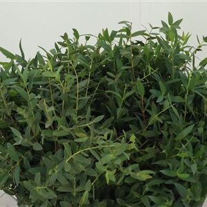 358415421_432744836_H_1-66 Eukalyptus Parvifolia 70 cm