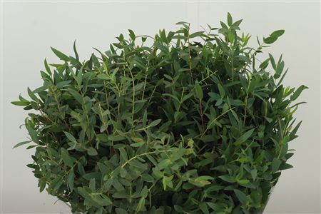 358415421_432744836_H_1-66 Eukalyptus Parvifolia 70 cm