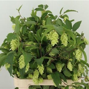 358481344_432830568_H_1-8 Carpinus Betulus 70 cm