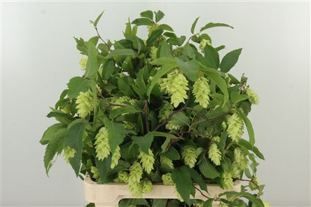 Carpinus Betulus 70 cm