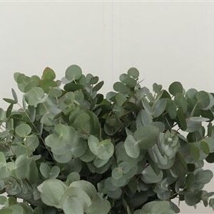 358481960_432831385_H_1-53 Eucalyptus Cinerea 50 cm