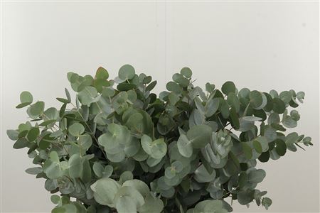 Eucalyptus Cinerea 50 cm
