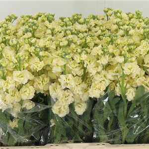 358493616_432849857_H_1-2 Matthiola Stox Yellow 60 cm