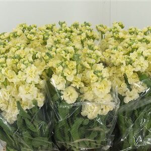 358493616_432849857_H_1-5 Matthiola Stox Yellow 60 cm