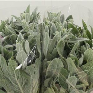 358544512_432913907_H_1-9 Dezén Stachys 45 cm