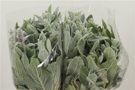 358544512_432913907_H_1-9 Dezén Stachys 45 cm