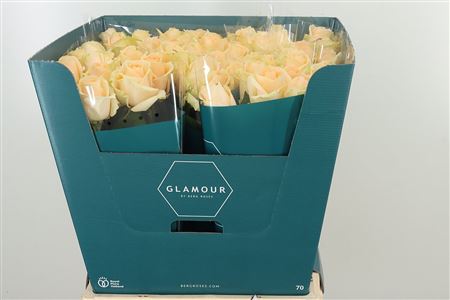 358559694_433453064_H_1-10 Ruža Avalanche Peach 50 cm