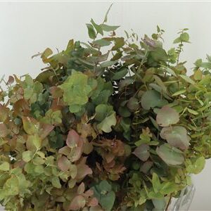 358645125_433054230_H_1-3 Listy Eukalyptu Cinerea Autumn Natural