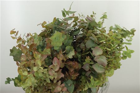358645125_433054230_H_1-3 Listy Eukalyptu Cinerea Autumn Natural