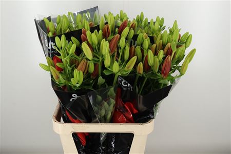 358686488_433097757_H_1-61 Sýtočervená ľalia Az Ducati Red s výškou 80 cm