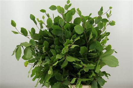 358829981_433267483_H_1-17 Dekoratívny buk s výškou 75 cm