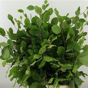 358829981_433267483_H_1-20 Dekoratívny buk s výškou 75 cm