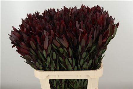 358836682_433274681_H_1-52 Leucadendron Safari Sunset