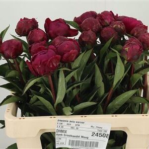 358857427_433309371_H_1-1 Paeonia Avis Varner