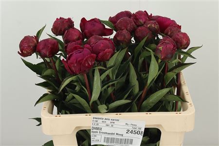 358857427_433309371_H_1-1 Paeonia Avis Varner