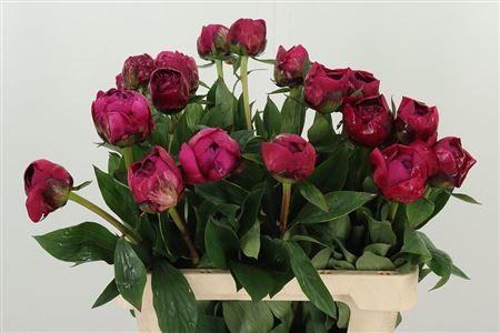 Pivonka Kansas sýtej malinovej farby