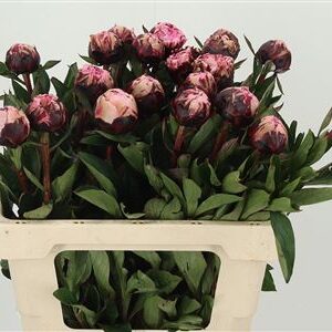 358857443_433309411_H_1-49 Paeonia The Fawn