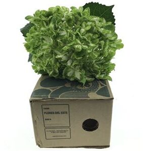 358857699_433310809_H_1-9 Hortenzia Emerald Green