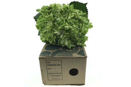 Hortenzia Emerald Green