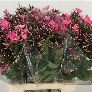 358906827_433369207_H_1-8 Phlox Windsor Dark Pink tmavoružový rezaný kvet