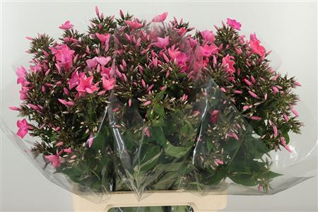 358906827_433369207_H_1-8 Phlox Windsor Dark Pink tmavoružový rezaný kvet