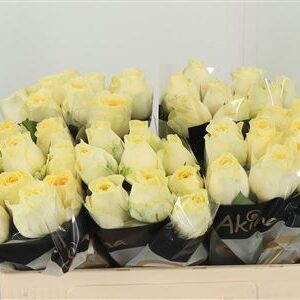 358914350_433378526_H_1-15 Ruža Gr Buttercup 55 cm