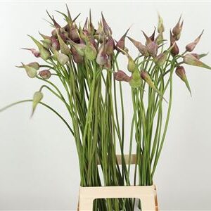 Fialový okrasný cesnak Allium Mystic Merlin