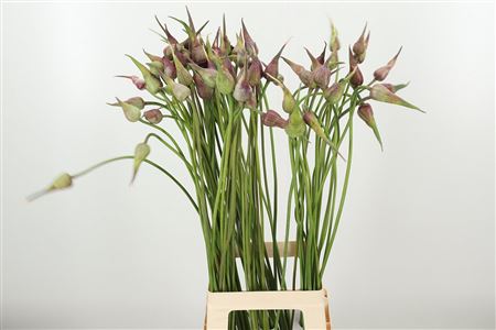 Fialový okrasný cesnak Allium Mystic Merlin