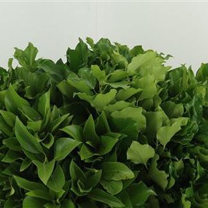 358971842_433454146_H_1-6 Zväzok zelene bršlenu popínavého Hedera