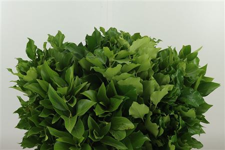 358971842_433454146_H_1-6 Zväzok zelene bršlenu popínavého Hedera