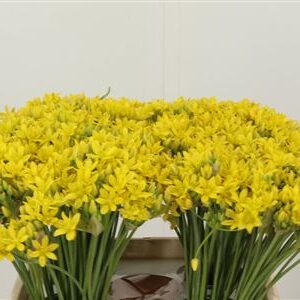Allium Molly Jeannine Yellow