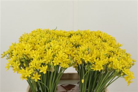 Allium Molly Jeannine Yellow