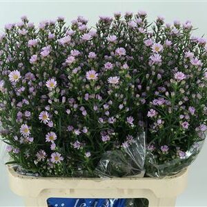 358982838_433468322_H_1-5 Astra Claudia Pale Pink 80 cm