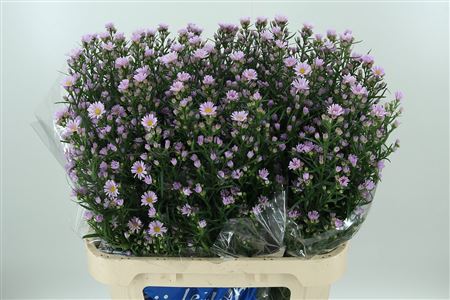Astra Claudia Pale Pink 80 cm
