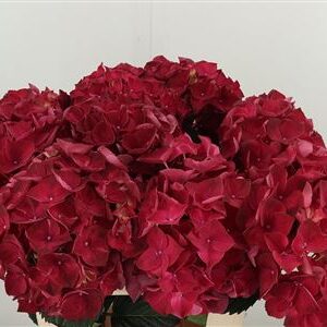 358994162_433484492_H_1-8 Hortenzia M Ruby Red